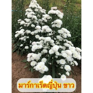 🌱รากแน่น มาร์กาเร็ตญี่ปุ่น