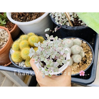 ต้นริบบิ้นชาลี ด่างชมพู 🌸ในกระถาง 3 นิ้วสีขาว หวานละมุน