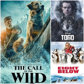 DVD หนังมิตรภาพ-ผจญภัย TOGO☆The Call of the Wild☆Eight Below - มัดรวม 3 เรื่องดัง #หนังน้องหมา #แพ็คสุดคุ้ม