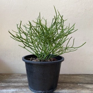 Euphorbia Tirucalli พญาไร้ใบ ต้นไม้มงคล ช่วยฟอกอากาศ by Mr.garden