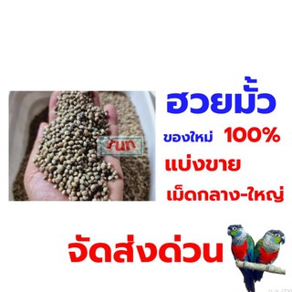 อาหารนกแก้วฮวยมั้วของสดคัดพิเศษพร้อมเป่าฝุ่น 500 กรัม