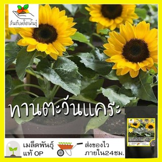 เมล็ดพันธุ์ ทานตะวันแคระ 10 เมล็ด Big Smile Sunflower Seed เมล็ดพันธุ์แท้100% นำเข้าจากต่างประเทศ ปลูกผัก สวนครัว ถูกดี