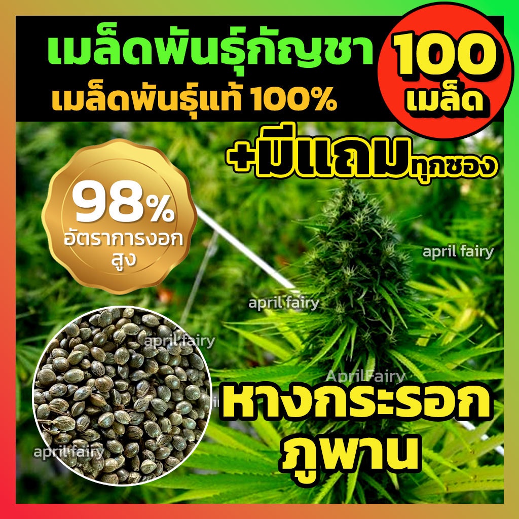 [100+เมล็ด] เมล็ดกัญชา 🐿️ หางกระรอกภูพาน 🐿️สายพันธุ์แท้ 💯% มีแถมให้ทุกซอง+ ไม่งอกเคลมฟรี!