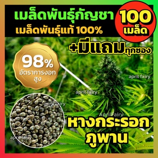 [100+เมล็ด] เมล็ดกัญชา 🐿️ หางกระรอกภูพาน 🐿️สายพันธุ์แท้ 💯% มีแถมให้ทุกซอง+ ไม่งอกเคลมฟรี!