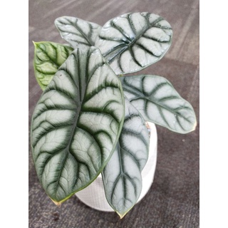 อโลคาเซีย ซิลเว่อร์ ดราก้อน สเกล Alocasia silver dragon scale