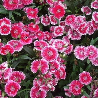 50แคปซูล ถุง เมล็ดพันธุ์ ดอกผีเสื้อ Dianthus seeds Mix สามารถปลูกได้ทั่วประเทศไทย เมล็ดพันธุ์ ไม้ดอก 50 เมล็ด(ไม่ใช่พืช)