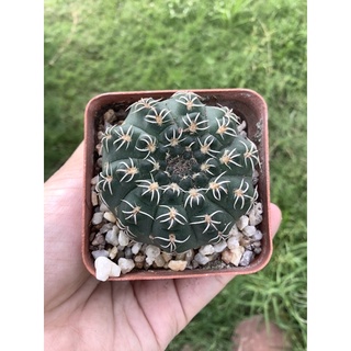 แคคตัสยิมโนหนามแมงมุมคูเลียนัม Gymnocalycium denudatum “KIOMARU”