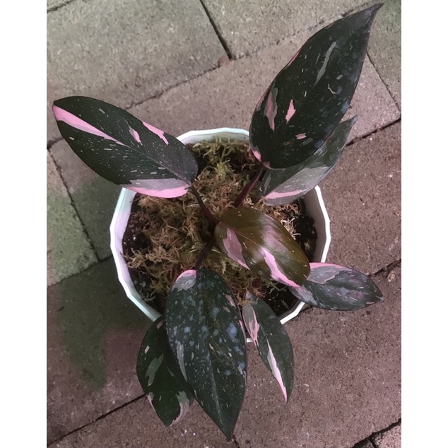 philodendron pink Princess marble indo
