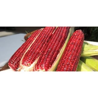 [กินดิบได้!] 🌽 เมล็ดพันธุ์ ข้าวโพดหวานม่วงทับทิม ข้าวโพดทานดิบได้ ไม่ใช่ ทับทิมสยาม ข้าวโพดฮอกไกโด ข้าวโพดทับทิม