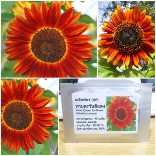 เมล็ดพันธุ์ ทานตะวันสีแดง (Velvet Queen Sunflower Seed) บรรจุ 40 เมล็ด คุณภาพดี ราคาถูก ของแท้ 100%