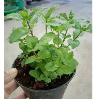 ต้นพันธ์ุสะระแหน่ ปลูกในกระถาง 4 นิ้ว