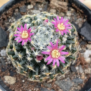 แมมขนนกเหลืองดอกชมพู mammillaria schiedeana แคคตัส