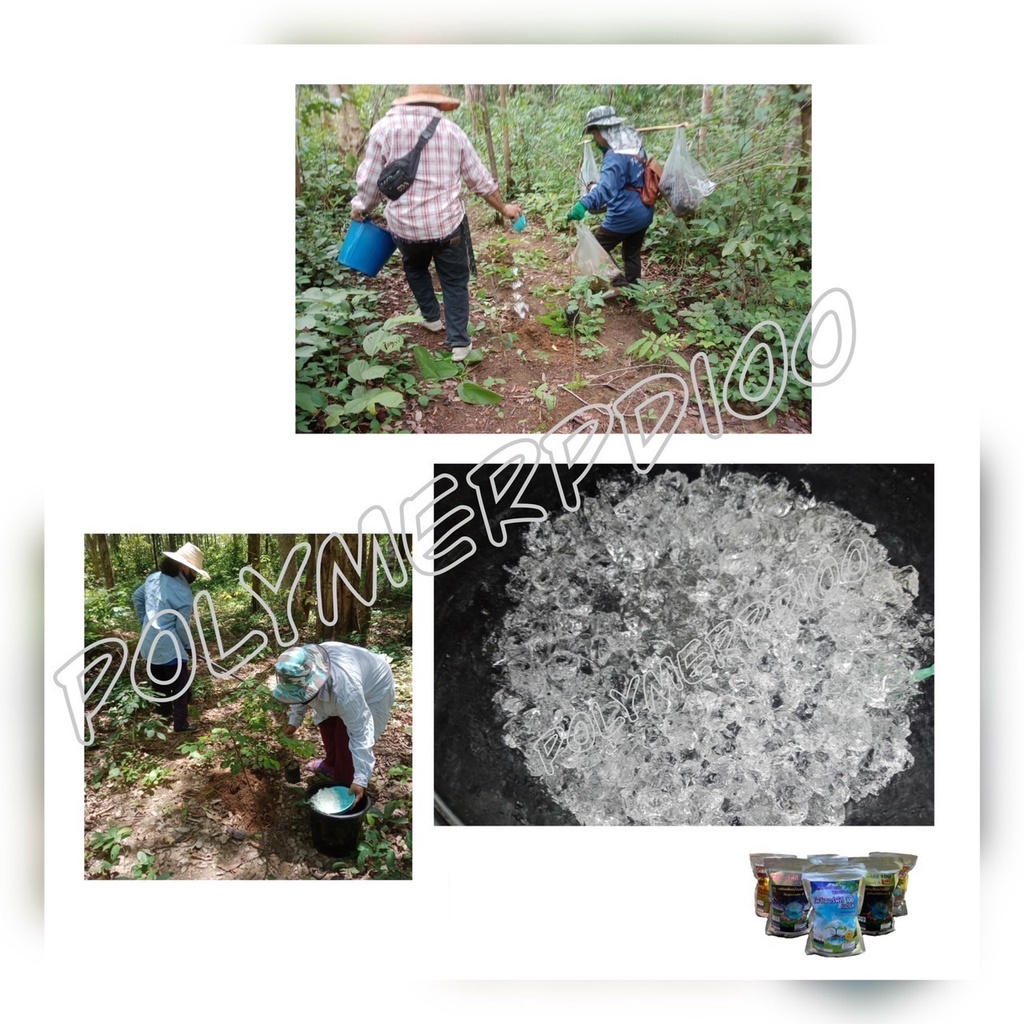 เซตคู่สุดคุ้ม โพลิเมอร์พีดี100 (เม็ดกลาง)ใช้คู่กันการสารปรับค่าน้ำให้เป็นกลาง ช่วยการสร้างรากปลอดสารพิษ - รูปที่ 3