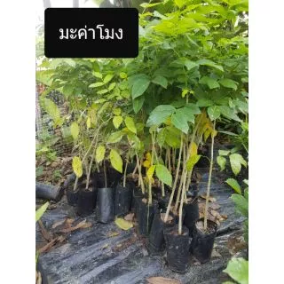ต้นมะค่าโมง รากเเน่น ต้นใหญ่ พร้อมปลูก ต้นมะค่าโมง