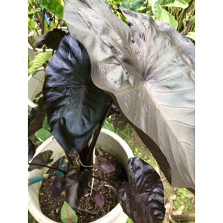 แบล็คโครอล colocasia black coral บอนสีดำใบเงาใหญ่ สวยงาม ต้นใหญ่ตั้งแม่ พร้อมออกไหล