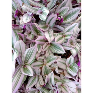 ก้ามปูหลุดด่างชมพู นาน๊อค tradescantia nanouk