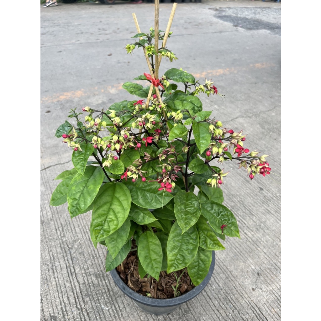 มุมมอง 4