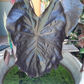 Colocasia Black ripple