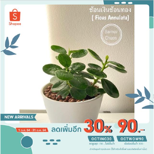 [ลด30% ใส่โค้ด OCTINC30] พร้อมส่ง l ช้อนเงินช้อนทอง Ficus Annulata ราคา 60 บาท