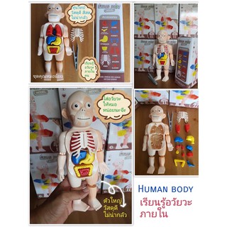 Human Body Model โมเดลเรียนรู้ร่างกาย