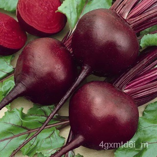 พร้อมส่ง ❗ เมล็ดพันธุ์แท้ OP แท้   หัวบีช ดีทรอย - Detroit Dark Red Beets ทรงกลม เนื้อสีแดงเข้ม รสหวาน ปลูกง่าย บีทรูทนำ