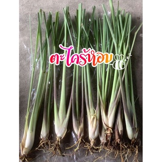 ตะไคร้หอม  ต้นละ4บาท