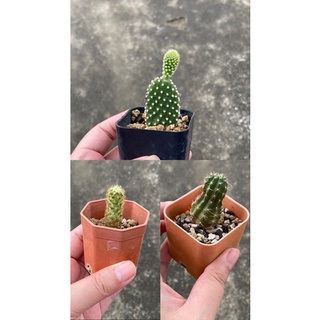 Cactus🌵 จิ๋ว กระถาง 2" นิ้ว