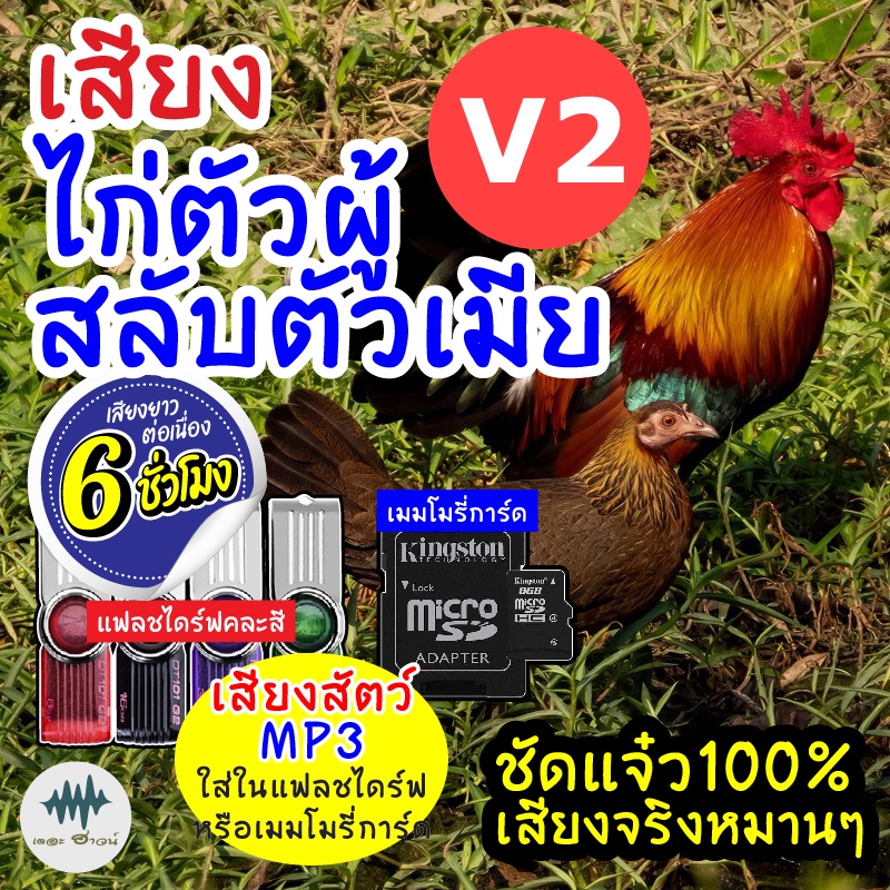 (MP3 เสียงต่อสัตว์) เสียงไก่ผู้+เมียV.2 [6ชั่วโมง] ใส่แฟลชไดร์ฟ/เมมโมรี มีเก็บเงินปลายทาง เสียงดี ชัด100% ไม่มีโฆษณาแทรก