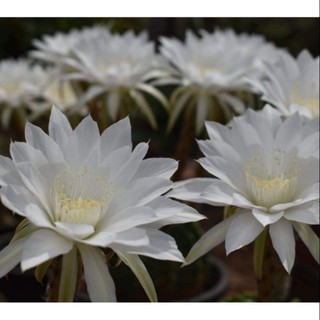 กระบองเพชร แคคตัส (Cactus) 🌵 อิชิอ๊อป (Echinopsis) White flower