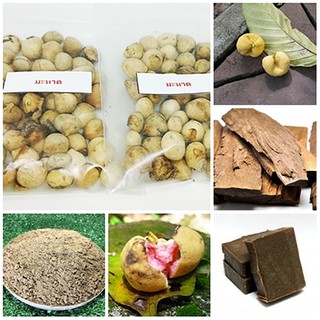 ซื้อ 1 ชุดแถม 1 ชุด เมล็ดมะหาด Monkey Fruit หาดหนุน ปวกหาด หาด ขนุนป่า แก่นมะหาด สบู่มะหาด 50 เมล็ดแถม 50 เมล็ด