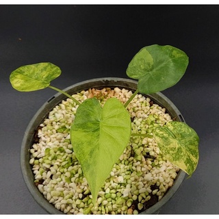 หูช้างด่างเหลือง ด่างทุกใบ A. gageana Aurea Variegated กถ. 6 ส่งฟรี