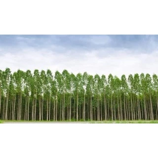 ยูคาลิปตัส (จำนวน 50 ต้น) พันธุ์คามาลดูเลนซิส EUCALYPTUS CAMALDULENSIS