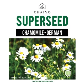 เมล็ด German Chamomile (Matricaria recutita) คาโมมายล์ เยอรมัน