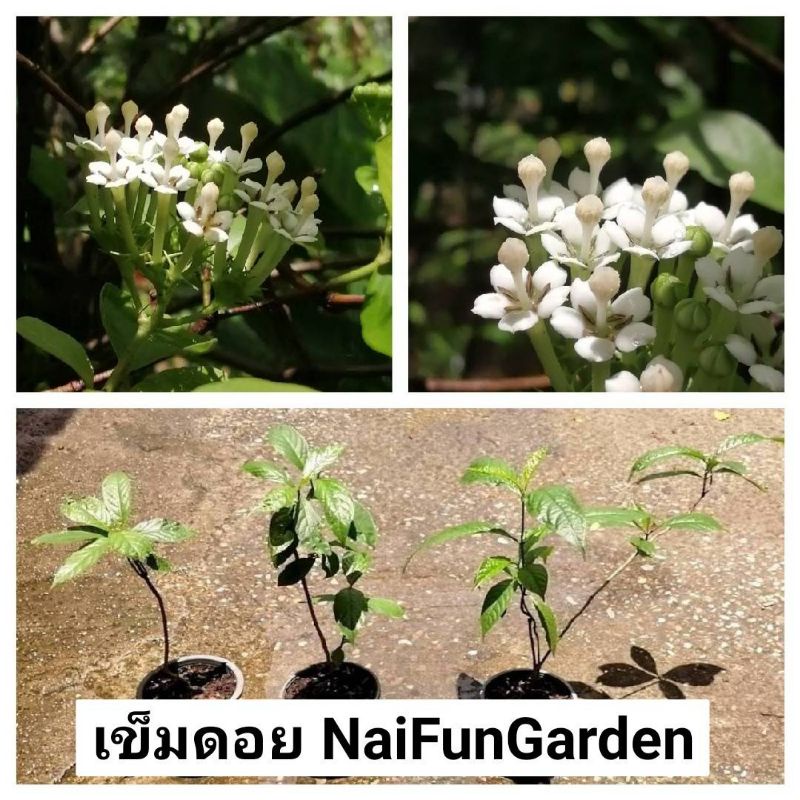 ต้นเข็มดอย​ ดอกสวย​ และหอม​  เพาะเมล็ดใน