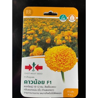 ศรแดง (เมล็ดพันธุ์ดอกไม้) พันธุ์ดี  ✅ งอกดี ✅ผลผลิตดี✅