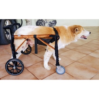 วีลแชร์สุนัข โครงเหล็กกันสนิม ขนาดไซส์ XL สัตว์เลี้ยงรถเข็น wheelchair for dog **ติดต่อร้านค้าก่อนสั่งซื้อ**โดยสัตวแพทย์