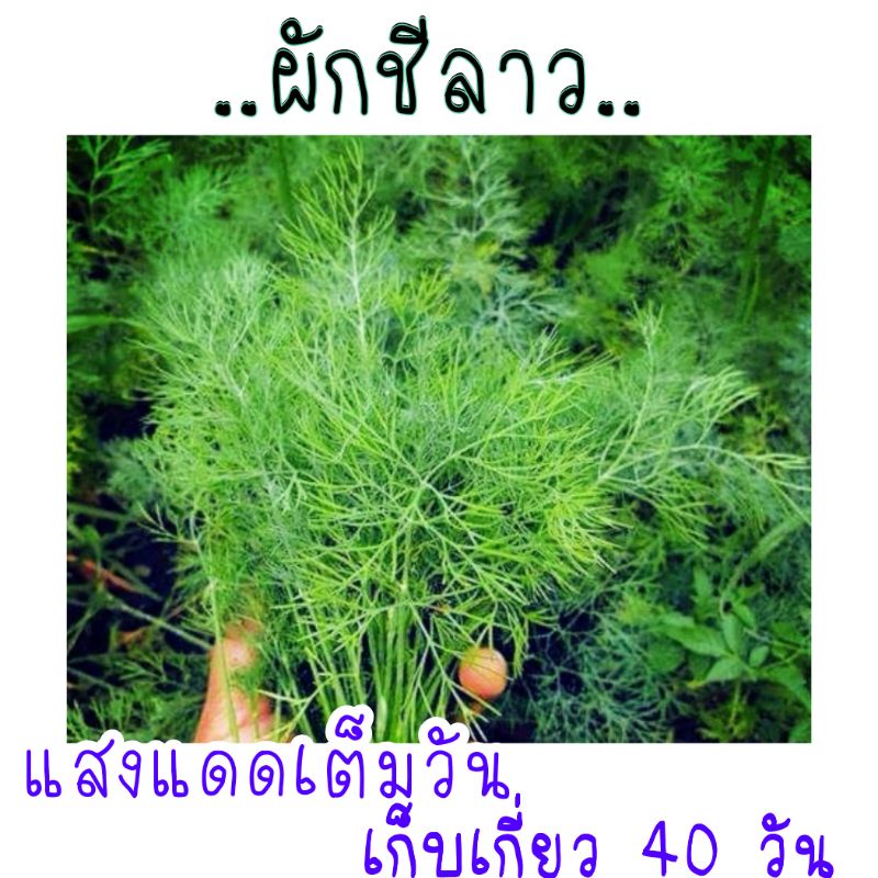 เมล็ด​พันธุ์​ ผักชีลาว​ 500​ เมล็ด​