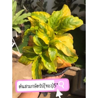 ต้นสามกษัตริย์/ใบเงิน/ใบทอง/ใบนาค ไม้มงคล ส่งพร้อมกระถาง 6”