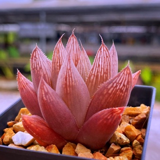 Haworthia ’Sunset’leightonii A077