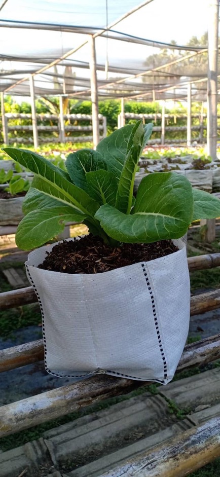 ถุงแสนดี ขนาด 5x8 นิ้ว 1 โล