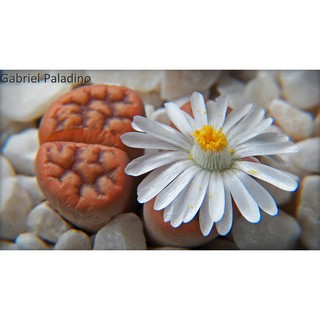 Lithops karasmontana v tischeri (10 seeds)