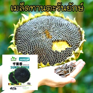 🌻🌻เมล็ดทานตะวันยักษ์ สำหรับปลูกทำพันธุ์ ดอกใหญ่มาก ทนโรค (ตัวเลือกจะมีทานตะวันแคระด้วยนะคะ)🌻🌻