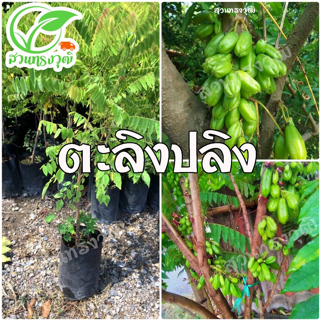 ตะลิงปลิง ต้นเพาะเมล็ดชำลงถุง แท้ %