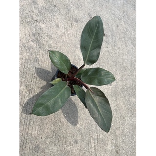 กุมารดำเรียกทรัพย์ Philodendron Black Cardinal กระถาง 6 นิ้ว