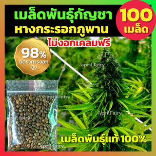 [100เมล็ด] เมล็ดกัญชา เมล็ดพันธุ์สายพันธุ์แท้💯% เมล็ดพันธุ์สมุนไพรไทย ปลูกง่าย โตไว