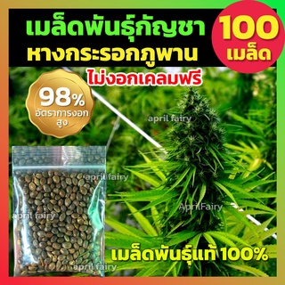 🐿️[100+เมล็ด] เมล็ดกัญชา 🐿️ หางกระรอกภูพาน แท้ 💯% มีแถมเมล็ด++ ไม่งอก เคลมฟรี!