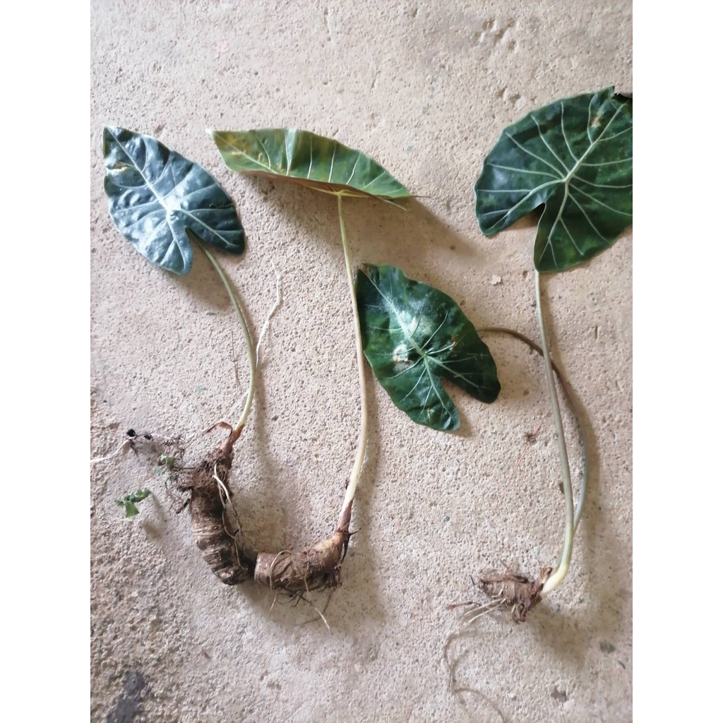 บอนดำสตูล กระดูกชมพูแท้ - รูปที่ 4