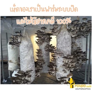 เห็ดนางฟ้าอบกรอบ "PONDOออแกนิคอบกรอบ" ไม่ใช้น้ำมัน รับประกันความกรอบอร่อย ไม่หืน ไม่อ้วน เห็ดอบกรอบ ผักอบกรอบ