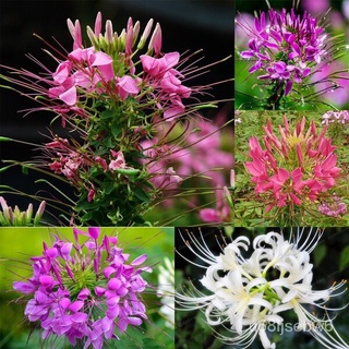 ถูก ใหม่ สายพันธุ์บอนสี 200เมล็ด เมล็ดพันธุ์ ผักเสี้ยนฝรั่งคละสี Cleome Spinosa Seeds เมล็ดบอนสี บอนสีหายาก เมล็ดดอกไ 3Z