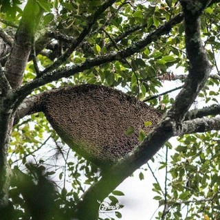 ไร่รื่นรมย์ น้ำผึ้งหลวงป่า 100% หินลาดใน ขนาด 250 g. : Royal Bee Honey